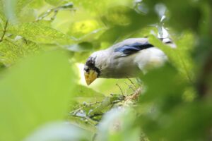 イカル2025年9月21日1幼鳥