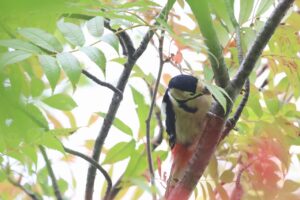 アカゲラ雌2025年9月28日