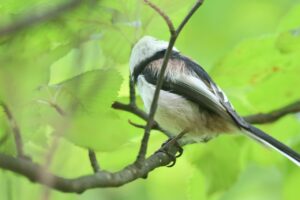 シマエナガ2025年9月7日