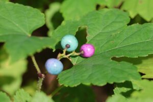 ノブドウの実2025年9月7日