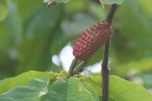 ホオノキ果実2025年9月15日