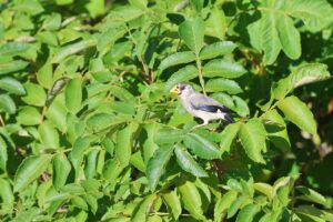 イカル2025年9月28日幼鳥ヌルデ果実を食べる