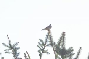 ホオジロ雄2025年9月15日