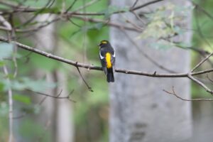 キビタキ雄2025年9月15日