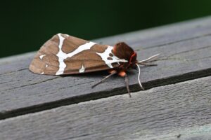 ヒトリガ2025年9月7日