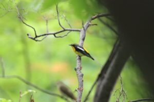 キビタキ雄2025年9月21日