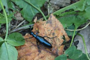 メノコツチハンミョウ2025年9月28日