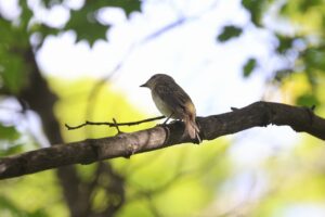 キビタキ雌2025年9月28日