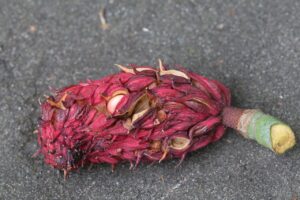 ホオノキ種子2025年9月28日