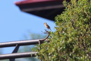 ノビタキ2025年9月7日