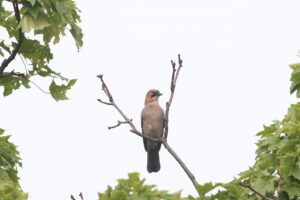 カケス2025年9月21日亜種ミヤマカケス1展望台北西斜面