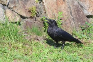 ハシボソガラス2025年9月7日