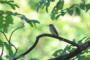 コサメビタキ2025年9月15日