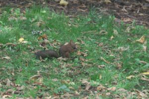 エゾリス2025年9月21日