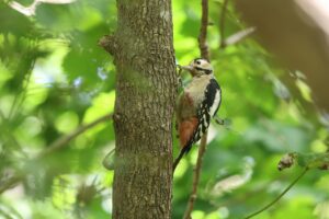 アカゲラ2025年9月15日