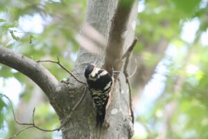 オオアカゲラ雌2025年9月15日