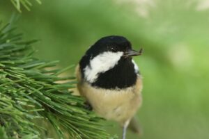 ヒガラ2025年9月7日