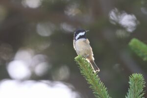 ヒガラ2025年9月15日