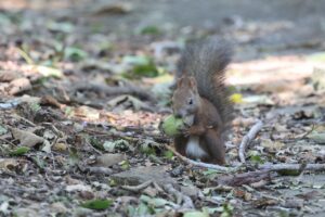 エゾリス2025年9月28日