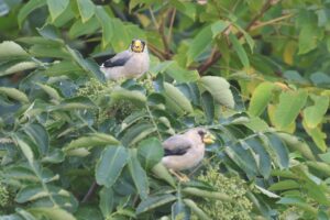 イカル2025年9月15日A9月11日幼鳥2羽