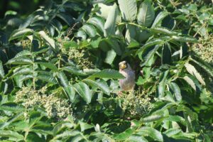 イカル2025年9月15日C幼鳥9月15日