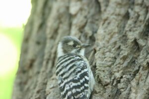 コゲラ2025年9月21日