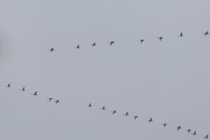 オオハクチョウ2025年10月26日