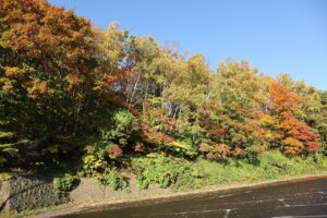 旭山の紅葉2025年10月20日12第1駐車場西側斜面