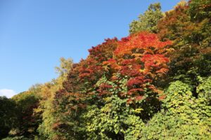 旭山の紅葉2025年10月20日13第1入口のヤマモミジ