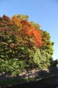 旭山の紅葉2025年10月20日15第1駐車場入口のヤマモミジ道路側から