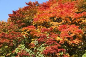 旭山の紅葉2025年10月20日14第1駐車場ヤマモミジのアップ