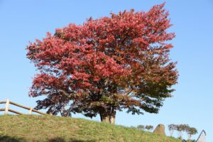 旭山の紅葉2025年10月20日22展望台一本桜階段下から