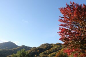 旭山の紅葉2025年10月20日1展望台一本桜と藻岩山