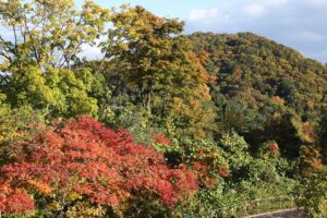 旭山の紅葉2025年10月20日4展望台西側木立ヌルデの紅葉と円山