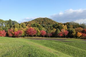 旭山の紅葉2025年10月20日3新桜並木と円山