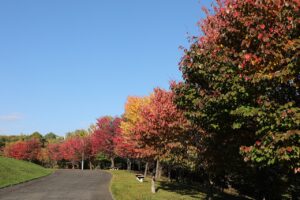 旭山の紅葉2025年10月20日10新桜並木