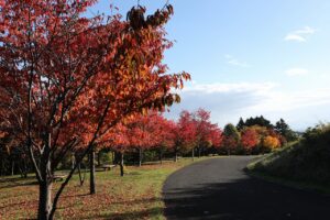 旭山の紅葉2025年10月20日11新桜並木西側から