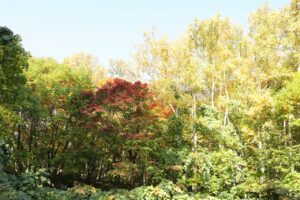旭山の紅葉2025年10月20日16旭山でいちばんきれいに色づくヤマモミジ