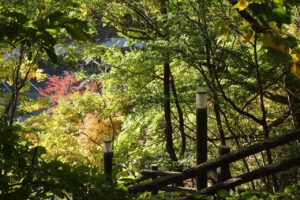 旭山の紅葉2025年10月20日17森の家階段と第2駐車場の桜