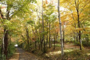 旭山の紅葉2025年10月20日18記念樹の森と森の家坂