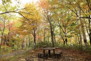 旭山の紅葉2025年10月20日19記念樹の森のベンチとテーブル