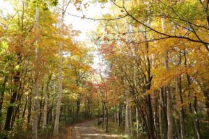 旭山の紅葉2025年10月20日20記念樹の森