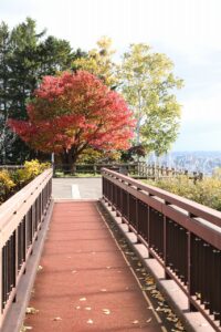 旭山の紅葉2025年10月20日22アーチ橋から見た展望台一本桜