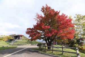 旭山の紅葉2025年10月20日2展望台一本桜
