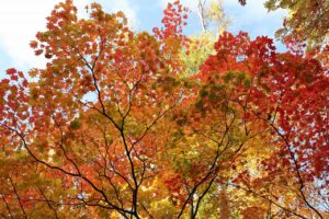 旭山の紅葉2025年10月20日21記念樹の森のハウチワカエデ