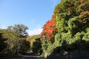 旭山の紅葉2025年10月21日2第1駐車場入口のヤマモミジ内側から