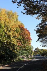 旭山の紅葉2025年10月21日3道路側から