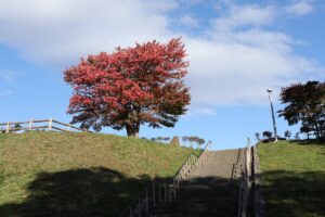 旭山の紅葉2025年10月21日15展望台一本桜と展望台階段