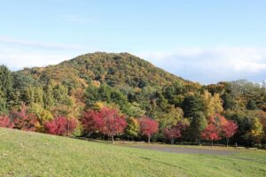 旭山の紅葉2025年10月21日13新桜並木と円山