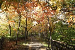 旭山の紅葉2025年10月21日10記念樹の森